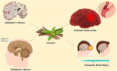 A mechanistic review of pharmacological activities of homeopathic medicine licorice against neural diseases